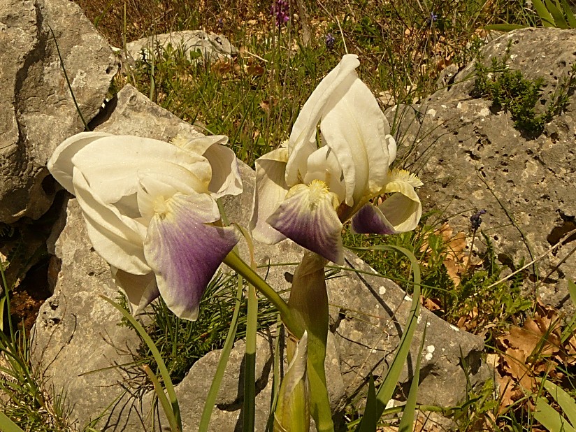 Iris da determinare